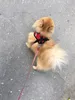 A small, fluffy dog wearing a red and black harness and a pink leash is walking on a gray, textured surface. Náhľad obrázku produktu