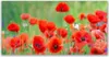 Glasbilder 120x60 Wandbild Druck auf Glas Mohnblumen Produktbild-Vorschau 1