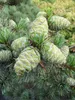 Pinus parviflora Glauca - Blaue Mädchenkiefer - 50-60 cm Produktbild-Vorschau 2