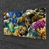 Acrylglasbilder 100x50 Wandbild Druck Korallenriff Natur Produktbild-Vorschau 2