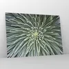 Bilder auf glas - Einteilig - Agave Grün Pflanze - 100x70cm Produktbild-Vorschau 4
