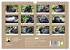 UGANDA - Berggorillas & Chimps (Wandkalender 2027 DIN A4 Produktbild-Vorschau 2
