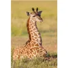 DINO Puzzle Tiere - Giraffe 54 Teile Produktbild-Vorschau 4