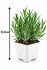 1. Levanduľa 'Hidcote', 15–20 cm – Lavandula angustifolia, Náhľad obrázku produktu 5