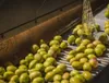 Physis Of Crete Olio Extra Vergine di Oliva 0,2 3l Dalla Anteprima dell’immagine prodotto 2