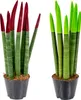 Bloomique - Lot de 2 - Sansevieria Velvet Touch - Langue de Voir les images du produit 1
