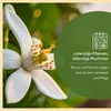 Meine Orangerie Orangenbaum Mezzo - echte Orange - Produktbild-Vorschau 7
