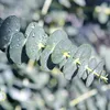 Exotenherz – Eukalyptus (Eucalyptus gunni) – 2er-Set? – Produktbild-Vorschau 2