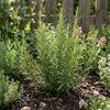6x Rosmarinus officinalis P9 H20 Produktbild-Vorschau 3