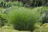 Stauden Gänge 1 x Miscanthus sinensis 'Gracillimus' im 1 Produktbild-Vorschau 1