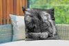 MuchoWow® Outdoor Kissen - Löwe - Afrika - Schwarz - 60x60 Produktbild-Vorschau 3