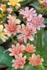 Lewisia longipetala 'Little Plum', rosa Blüten, ca. 9x9 cm Produktbild-Vorschau 1