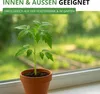 Flaschentomaten San Marzano 2 Samen - Solanum lycopersicum Produktbild-Vorschau 6