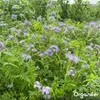 Zmes krycích plodín – 10 odrôd (5 kg na 800 m2) Náhľad obrázku produktu 11