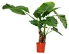 Alocasia cucullata 21cm Solitärpflanze - Elefantenohr, Höhe Produktbild-Vorschau 3