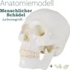 Schädel Anatomie Lebensgroß Modell Skelett Anatomisches Produktbild-Vorschau 1