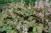 Stauden Gänge 3 x Tiarella wherryi - Schaumblüte - Der Produktbild-Vorschau 5