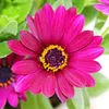 Cesto del Capo - Osteospermum ecklonis - vaso da 11 cm - Anteprima dell’immagine prodotto 3