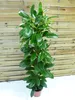 [Palmenlager] XL Ficus cyathistipula - 140 cm/Afrikanische Produktbild-Vorschau 1