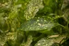 Japanische Aukube Variegata 40-60 cm, im Topf - Aucuba Produktbild-Vorschau 2
