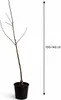 Apfelbaum Red Chief 100–140 cm – Malus domestica, roter Produktbild-Vorschau 5