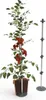 TOMATO BUDDY Tomatenrankhilfe 3er Set | Rankhilfen von Produktbild-Vorschau 15