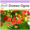SAFLAX - Drzewo Ognia - 6 Nasiona - Delonix regia Podgląd zdjęcia produktu 10
