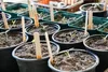 Seedlings in small pots, some with wooden markers. Produktbild-Vorschau