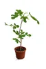 Winterharte Echte Feige ‘Bornholm’ Stämmchen 60–80 cm – Produktbild-Vorschau 4