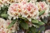 Rhododendron catawbiense 'Grandiflorum', lila Blüten, 40–50 Produktbild-Vorschau 14