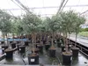 Eucalyptus Stamm Eukalyptusbaum, 90 - 120 cm, Pflanze Produktbild-Vorschau 1