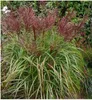 Stauden Gänge 1 x Miscanthus sinensis 'Rotsilber' im 1 Topf Produktbild-Vorschau 2