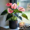 Langue de feu - Anthurium 'Maine Pink' - Hauteur 55-70cm - Voir les images du produit 6
