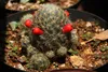 SAFLAX - Kakteen - Mammilaria Mischung - 40 Samen - Produktbild-Vorschau 4