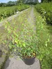 Philadelphus Lemoinei - Duftjasmin - Pfeifenstrauch - Produktbild-Vorschau 2
