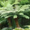 Faggea della Tasmania (Dicksonia antarctica)  - 1 porzione Anteprima dell’immagine prodotto 1