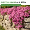 Blaukissen Rosa-rot Samen - Aubrieta deltoides - Produktbild-Vorschau 5
