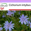 SAFLAX - čakanka - Cichorium intybus - 250 Semená Náhľad obrázku produktu 5