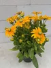 Rudbeckia - Sunbeckia® Ophelia - Sonnenhut Ophelia Produktbild-Vorschau 3