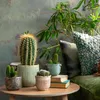 Mini Kakteen - 12 Stk - Cactus - Höhe 5-10cm - ⌀6cm Produktbild-Vorschau 4