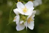 Philadelphus coronarius, Duftjasmin, weiß, 40–60 cm Produktbild-Vorschau 2