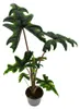 Alocasia tandurusa "Jacklyn" - Tropenwurz - Alokasie - Produktbild-Vorschau 1
