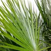Bloomique - Lot de 2 - Chamaerops Humilis - Palmier nain Voir les images du produit 4
