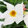 Dipladenia - Chilenischer Jasmin - 10cm Topf - Set mit 3 Produktbild-Vorschau 3