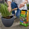 Seramis Pflanz-Granulat für Beet- Balkon- & Kübelpflanzen Produktbild-Vorschau 3