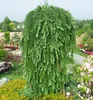 Japanische Lärche ´STIFF WEEPER´ auf Stamm 120 cm, Cont. 5 Produktbild-Vorschau 3