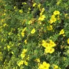 2 x  Fingerstrauch - Potentilla fruticosa 'Goldfinger'  | Produktbild-Vorschau 2