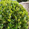 Plants by Frank | Houx crénelé boule XL | 2 Ilex crenata Voir les images du produit 3