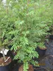 Sorbus aucuparia Autumn Spire (R) - Herbst-Eberesche Autumn Produktbild-Vorschau 3