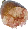 BALDUR Garten 1x Kaviar-Limette, Pflanze im 12 cm-Topf, Produktbild-Vorschau 3